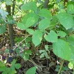 Rubus macrostachys Квітка