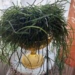 Rhipsalis baccifera Fuelha