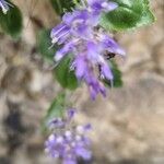 Paederota bonarota Fula