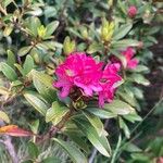 Rhododendron ferrugineum Çiçek