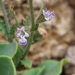 Salvia aegyptiaca 花