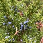 Juniperus sabina Плод