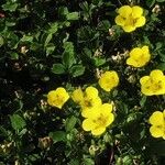 Potentilla eriocarpa