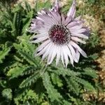 Berkheya purpurea Floare