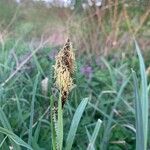 Carex acutiformisÕis