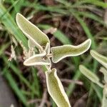 Phlomis purpurea Blatt