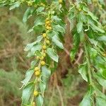 Acacia paradoxa Fruit