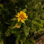 Sonchus oleraceusFlor