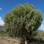 Juniperus flaccida Natur