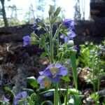 Polemonium occidentale Hábito