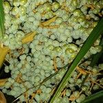 Trachycarpus fortunei Fruit