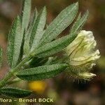 Anthyllis cornicina 葉