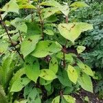 Persicaria virginiana Hábito