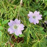 Geranium versicolorFlor