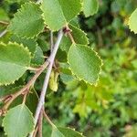 Betula humilis Лист