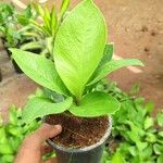 Anthurium jenmanii Leaf