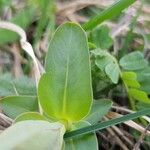 Cerinthe glabra Blatt