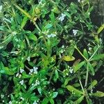 Galium trifidum Staniste