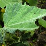 Althaea officinalis Liść