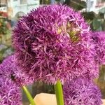 Allium giganteum Цвят