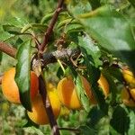 Prunus brigantina Inny