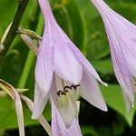 Hosta plantaginea Blomma