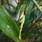 Prosthechea chacaoensis Flower