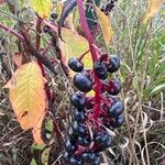 Phytolacca americanaPlod