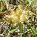 Trifolium fucatum Ffrwyth