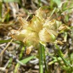 Trifolium fucatum Fruit