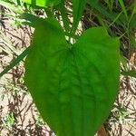 Echinodorus grandiflorus Folha