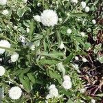 Gomphrena globosa Leaf