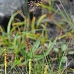 Agrostis mertensii Habit