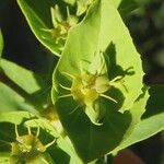 Euphorbia terracina Leaf