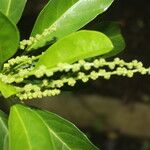 Tetrorchidium rotundatum Leaf