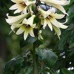 Cardiocrinum giganteum Květ