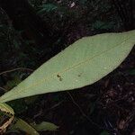 Ecclinusa ramiflora Folha