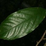 Poecilanthe hostmannii Hoja