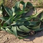 Ammocharis tinneana Συνήθη χαρακτηριστικά