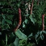 Costus woodsonii Blatt