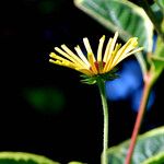 Rudbeckia subtomentosa ফুল