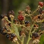 Rubus goniophorus Fruit