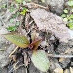 Echinacea purpurea Blatt