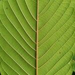 Mitragyna speciosa Hoja
