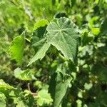 Abutilon grandiflorum Folla