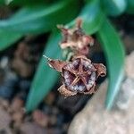 Bergeranthus multiceps Плід