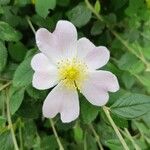 Rosa canina फूल