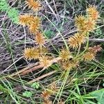 Cyperus strigosus Lehti