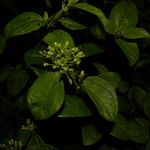 Calea prunifolia Φρούτο