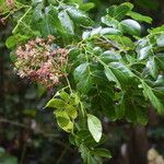 Albizia zygia Flor